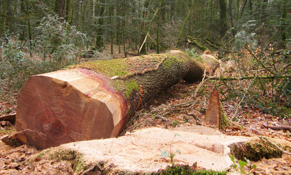 abattage_bucheronage_chene_bretagne